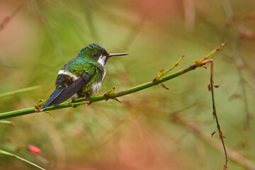 Birdwatching in Costa Rica. Tinny green bird. Nice hummingbird Green Thorntail, Discosura conversii with green vegetation, La Paz, Costa Rica. Birdwatching in Central America, wildlife.