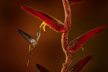 Long-billed Hermit, Phaethornis longirostris, flying next to beautiful red flower with green forest in background in Boca Tapada, Costa Rica. Bird sucking nectar in nature.