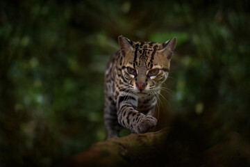 Costarica wildlife, ocelot. Margay, nice cat, sitting on the branch in the green tropical forest. Detail portrait cat ocelot, Leopardus wiedii, in tropical forest. Animal in the nature habitat.