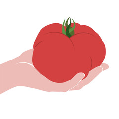 llustrated vector big ox heart tomato held in hand