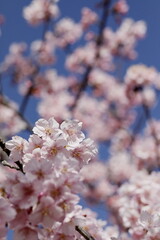 Obraz premium 春の日差しを受けて綺麗に咲いた河津桜