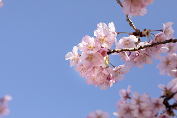 春の日差しを受けて綺麗に咲いた河津桜