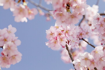 Fototapeta premium 春の日差しを受けて綺麗に咲いた河津桜