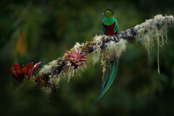 Costa Rica nature. esplendent Quetzal, Pharomachrus mocinno, from Talamanca NP in Costa Rica with blurred green forest in background. Magnificent sacred green and red bird, mossy tree branch bromelia.