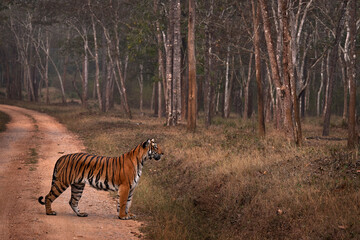 Indian tiger on the road, hunting in the forest. Big orange striped cat in the nature habitat, Kabini Hagarhole National Park in India. Tiger from Asia, forest animal in the grass.
