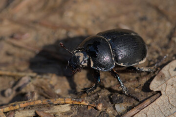 small black beetle photographed close up