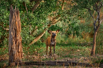 Photo sur Plexiglas Parc national du Cap Le Grand, Australie occidentale African wild dog, Lycaon pictus, detail portrait open muzzle, Mana Pools, Zimbabwe, Africa. Dangerous spotted animal with big ears. Hunting painted dog on African safari. Wildlife scene from nature.