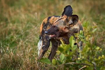 African wild dog, Lycaon pictus, detail portrait open muzzle, Mana Pools, Zimbabwe, Africa. Dangerous spotted animal with big ears. Hunting painted dog on African safari. Wildlife scene from nature.