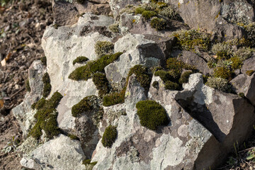 an interesting rock covered with moss and lichen