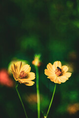 Sulfur cosmos Beautiful Delicate, Background Work For Designer
By Gallery of Gazes,View of honey bee and Sulfur cosmos on blurred green leaf background under sunlight 