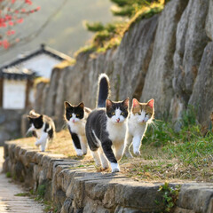 Naklejka na ściany i meble Cats in Korea