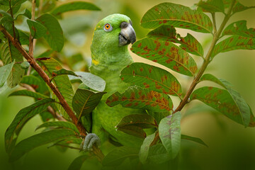 Costa Rica wildlife. Yellow-naped Parrot, Amazona auropalliata, portrait of light green parrot from Costa Rica. Detail close-up portrait of bird. Wildlife scene from tropical nature.