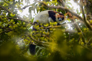 Obraz premium Lemur - close-up face head detail with yellow eye. Black-and-white ruffed lemur, Varecia variegata, endangered species endemic to the island of Madagascar. Monkey mammal from Andasibe-Mantadia NP.