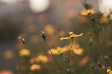 Sulfur cosmos Beautiful Delicate, Background Work For Designer
By Gallery of Gazes,View of honey bee and Sulfur cosmos on blurred green leaf background under sunlight 