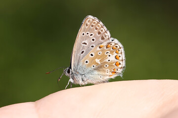 Adonis Blue Butterfly (Polyommatus bellargus) resting on a person's hand. Taken in Herzegovina.