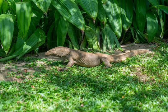A Bengal monitor lizard (Varanus bengalensis) crawls on the grass. Minneriya National Park is a national park in North Central Province of Sri Lanka.