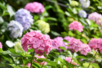 梅雨の晴れ間に咲く紫陽花