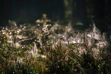 COBWEB - Drops of morning dew on a spider web