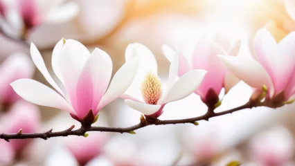 Fototapeten Banner magnolia branch with soft pink and white flowers on a blurred light background of flowers. © Marina David