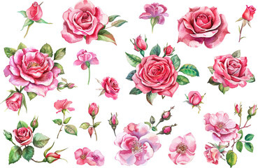 watercolor pink rose flower bouquet