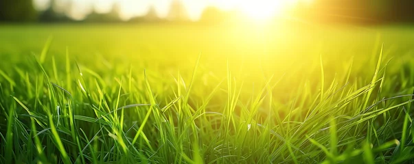 Photo sur Plexiglas Herbe Banner of lush green grass field under bright sunshine in clear weather