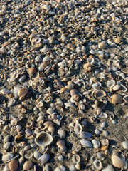 Rocks and shells on beach