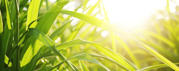 Fotobehang Vibrant nature banner showcasing a fresh green grass field under bright sunlight © Artem81