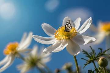 Detail with shallow focus of white anemone flower with yellow stamens and butterfly in nature macro on background of blue sky with beautiful bokeh. Delicate artistic image of beauty of nature.