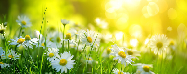 Nature banner with sunlit daisies blooming in vibrant green meadow