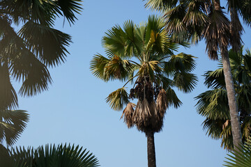 Tal palm trees on clear blue sky background.