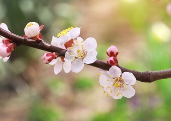 Spring flower of apricot and bud on tree - 754192687