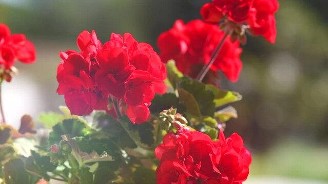 Geranium red flower. Beautiful geranium flowers blooming on a terrace, outside. Nature. Slow motion. Pelargonium. Geranium Peltatum. Garden, gardening outdoors. Slow motion 