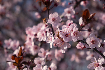 Beautiful spring pink cherry plum blossom background. Abstract pastel delicate banner. A dreamy romantic image of spring. Light blue and light pink shades. Atmospheric natural background. Spring time