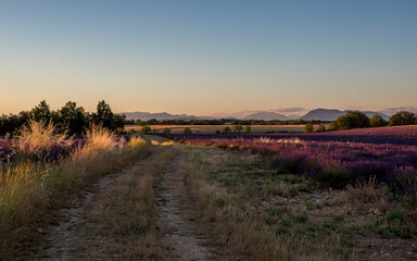 Obraz premium end of the day in the lavender fields of Provence