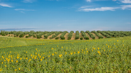 A field of sunflowers and fruit trees in Provence