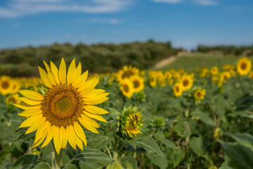 Close-up of a sunflower in Provence