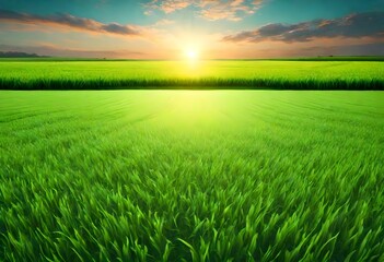 Green Field and Beautiful Sunset-