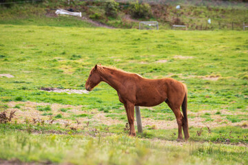 Graceful Chestnut Horse Grazing in Verdant Pasture