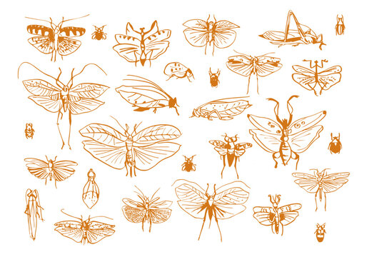 Set ornamental butterflies and beetles. Stylized insects. Collection of line art vector illustrations. Golden drawing by hand