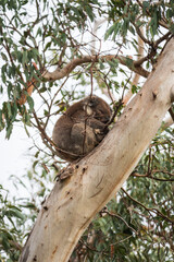 Serene Slumber of a Koala in a Lush Eucalyptus Haven, Australia