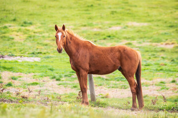 Fototapeta premium Graceful Chestnut Horse Grazing in Verdant Pasture