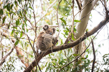 Fototapeta premium Koala’s Serene Siesta on a Lush Eucalyptus Branch, Otway National Park, Australia