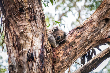 A Koala’s Tranquil Retreat Amongst Eucalyptus Leaves, Otway National Park, Australia