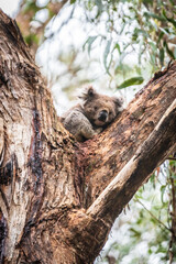 A Koala’s Tranquil Retreat Amongst Eucalyptus Leaves, Otway National Park, Australia