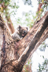 A Koala’s Tranquil Retreat Amongst Eucalyptus Leaves, Otway National Park, Australia
