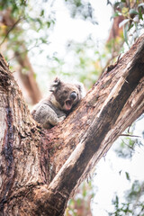 A Koala’s Tranquil Retreat Amongst Eucalyptus Leaves, Otway National Park, Australia
