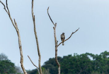 A Changeable Hawk-Eagle (Nisaetus cirrhatus ceylanensis) stands on a dry branch. Minneriya National...