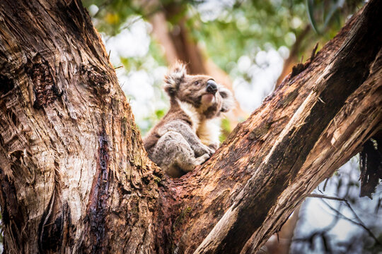 Curious Koala Gazing from Otway’s Eucalyptus Trees, Australia