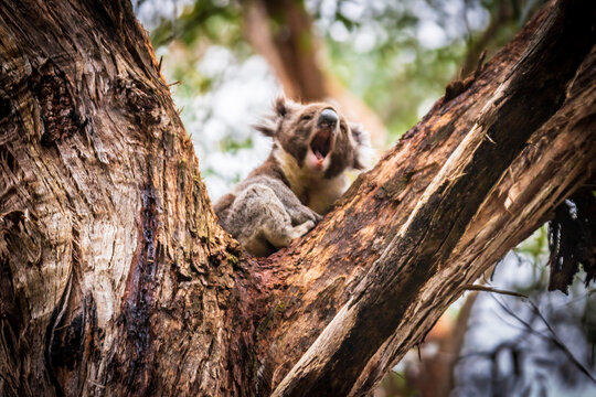 Vocal Koala Captured Amidst the Lush Greenery of Australian Forest, Otway National Park