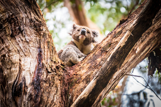Curious Koala Gazing from Otway’s Eucalyptus Trees, Australia
